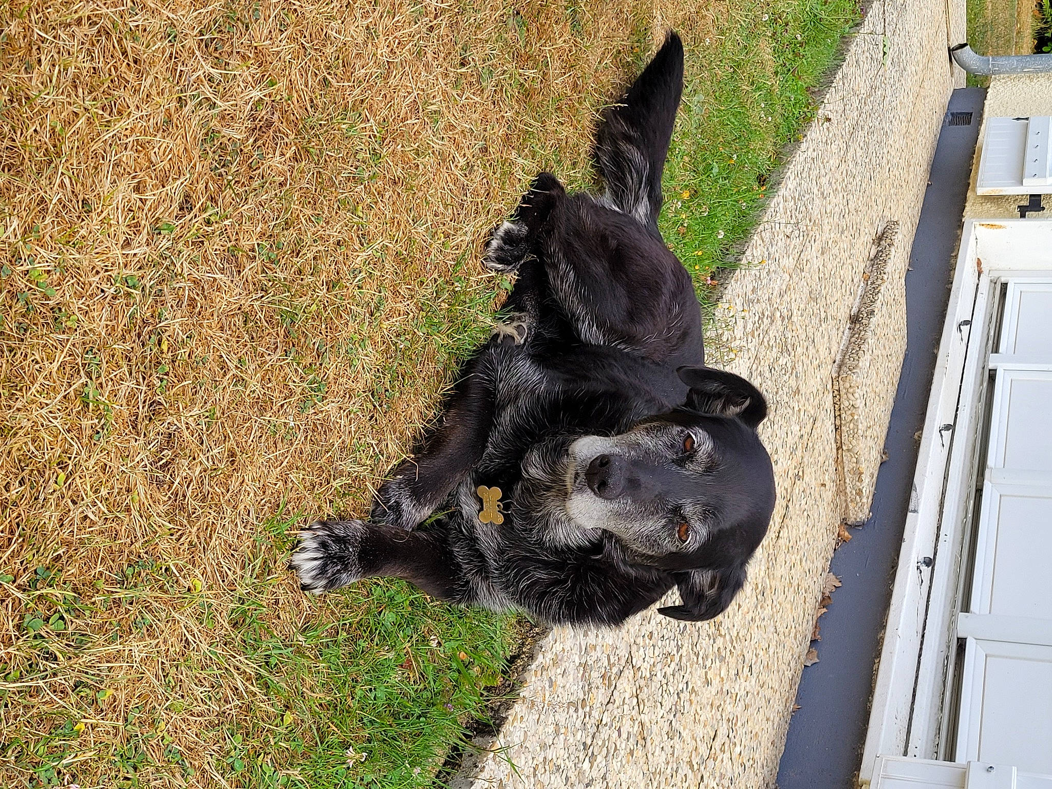 Ginger a rejoint le concours — aidez-le/la à gagner de superbes lots ! borador, canidae, carnivore, companion_dog, dog, dog_breed, fur, grass, guard_dog, hunting_dog, non_sporting_group, snout, sporting_group, tail, terrestrial_animal, working_animal, working_dog