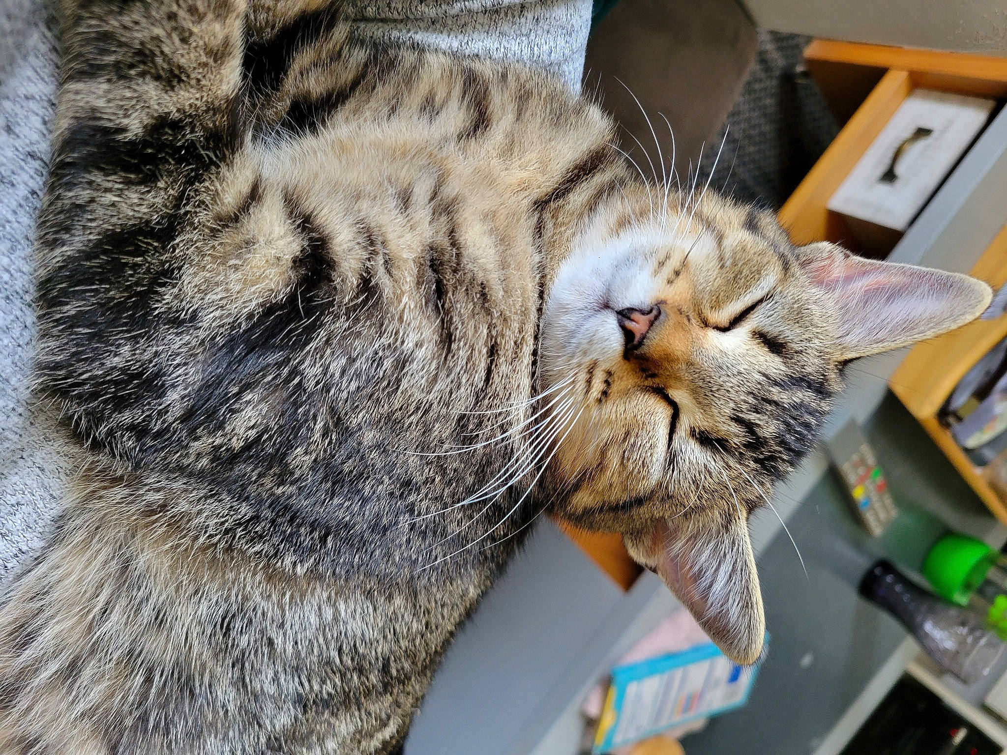 Umi a rejoint le concours — aidez-le/la à gagner de superbes lots ! box, carnivore, cat, claw, comfort, computer_keyboard, domestic_short_haired_cat, felidae, fur, input_device, nap, paw, peripheral, sleep, small_to_medium_sized_cats, snout, tail, terrestrial_animal, vertebrate, whiskers