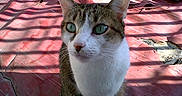 Pepette participe au concours pour gagner de l'argent avec cette photo :