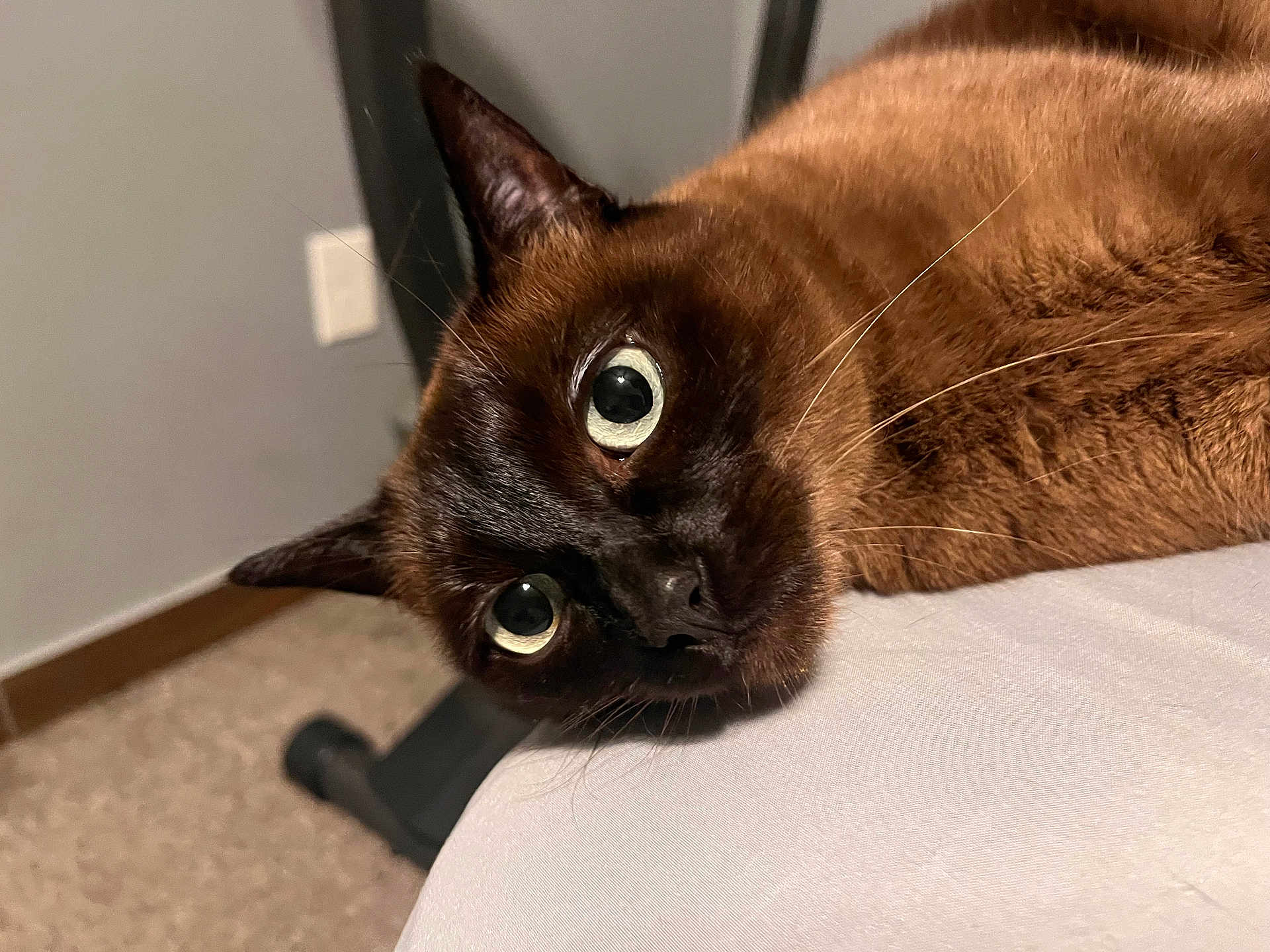 Dazzle joined the competition — help win amazing prizes! cat, brown_cat, wide_eyes, close_up, indoor, pet, animal, fur, whiskers, curious, lying_down, head_tilt, carpet, furniture, domestic_cat, cute, mammal, household, soft_fur, alert