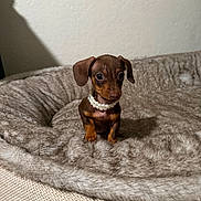 Phoebe is registered to the contest to win money with this photo: puppy, dog, dachshund, pet, pearl_necklace, bed, furry, cozy, brown, cute, small, indoor, adorable, animal, young, looking_up, soft, fur, sitting, domestic_animal