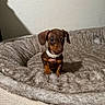 puppy, dog, dachshund, pet, pearl_necklace, bed, furry, cozy, brown, cute, small, indoor, adorable, animal, young, looking_up, soft, fur, sitting, domestic_animal