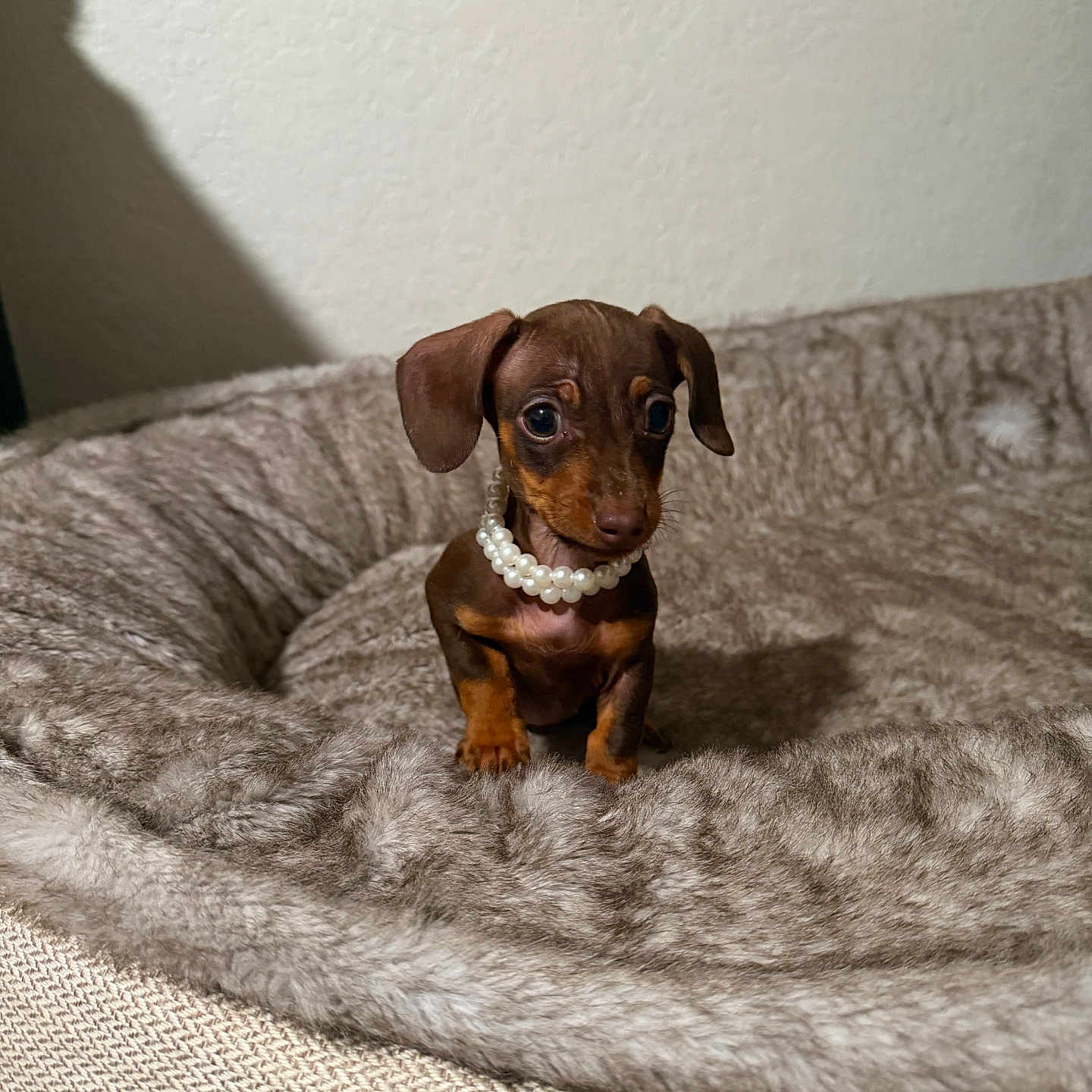Phoebe is registered to the contest to win money with this photo: puppy, dog, dachshund, pet, pearl_necklace, bed, furry, cozy, brown, cute, small, indoor, adorable, animal, young, looking_up, soft, fur, sitting, domestic_animal