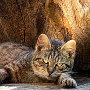 Pilou a rejoint le concours — aidez-le/la à gagner de superbes lots ! cat, tabby_cat, animal, pet, yellow_eyes, fur, whiskers, wood, bark, texture, sunlight, relaxing, close_up, nature, outdoor, resting, mammal, portrait, cute, sleepy