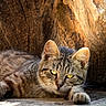 cat, tabby_cat, animal, pet, yellow_eyes, fur, whiskers, wood, bark, texture, sunlight, relaxing, close_up, nature, outdoor, resting, mammal, portrait, cute, sleepy