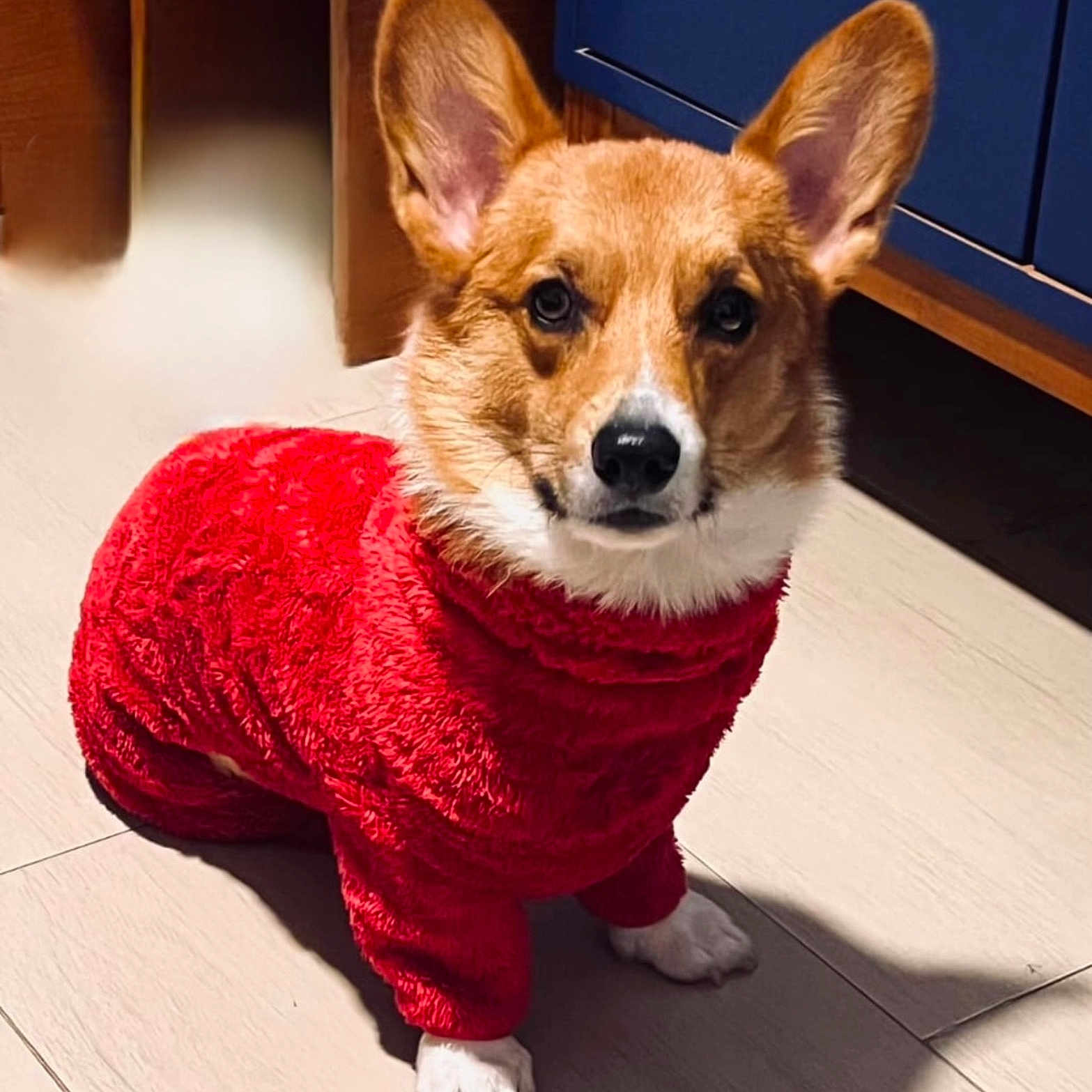 Lucky is registered to the contest to win money with this photo: animal, attention, cabinet, canine, corgi, cute, dog, domestic, ears, floor, fur, furniture, household, indoor, pet, portrait, red_clothing, shadow, sitting, wooden_floor