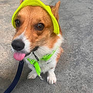 Lucky is registered to the contest to win money with this photo: animal, bandana, brown, canine, corgi, cute, dog, ears, fur, leash, outdoor, pet, playful, portrait, sidewalk, small_dog, tongue_out, walking, white, yellow_visor