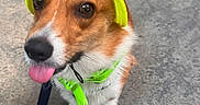 Lucky is registered to the contest to win money with this photo: animal, bandana, brown, canine, corgi, cute, dog, ears, fur, leash, outdoor, pet, playful, portrait, sidewalk, small_dog, tongue_out, walking, white, yellow_visor