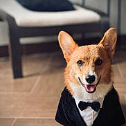 Lucky joined the competition — help win amazing prizes! animal, bow_tie, brown, chair, corgi, cushion, cute, dog, ears, floor, furniture, happy, indoor, pet, pet_clothing, portrait, small_dog, smiling, tuxedo, white
