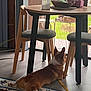 Lucky is registered to the contest to win money with this photo: chairs, corgi, daylight, dining_table, dog, domestic, floor, garden, greenery, home, indoor, leash, modern_furniture, pet, relaxed, screen_door, sprawled, tile_floor, window, wood