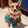 Lucky is registered to the contest to win money with this photo: animal, canine, colorful, corgi, cute, dog, domestic, ears, floor, flower_lei, fur, hawaiian_shirt, indoor, leisure, looking_at_camera, paw, pet, portrait, sitting, wooden_cabinet