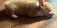 Lucky is registered to the contest to win money with this photo: animal, ball, canine, chihuahua, coyote, dog, fox, hardwood, indoors, interiordesign, kitfox, person, pet, pig, puppy, sleeping, sport, tennis, tile, wood