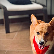 Lucky joined the competition — help win amazing prizes! animal, brown, canine, chair, corgi, cushion, cute, dog, ears_up, floor, furniture, happy, indoor, pet, red_bandana, smiling, tile, tongue_out, walking, white