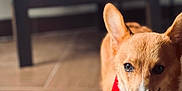 Lucky joined the competition — help win amazing prizes! animal, brown, canine, chair, corgi, cushion, cute, dog, ears_up, floor, furniture, happy, indoor, pet, red_bandana, smiling, tile, tongue_out, walking, white