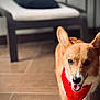 Lucky joined the competition — help win amazing prizes! animal, brown, canine, chair, corgi, cushion, cute, dog, ears_up, floor, furniture, happy, indoor, pet, red_bandana, smiling, tile, tongue_out, walking, white