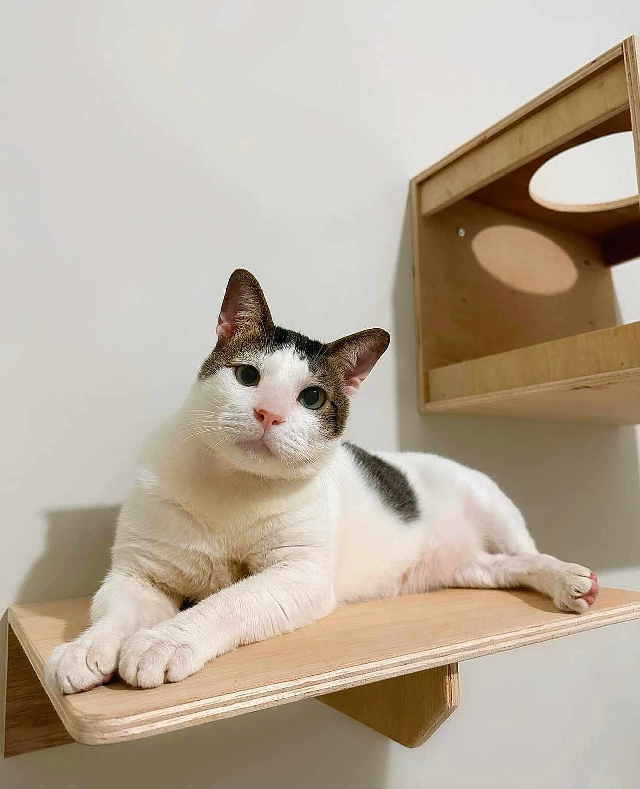 Winnie joined the competition — help win amazing prizes! cat, indoor, wooden_shelf, white, black, relaxed, pet, animal, feline, curious, close_up, portrait, domestic, cute, whiskers, ears, paws, resting, furniture, shadow