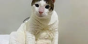 Winnie is registered to the contest to win money with this photo: cat, white_cat, tabby, sitting, pink_paw_pads, indoor, curious, pet, feline, cute, animal, whiskers, ears, face, fur, relaxed, looking_at_camera, paws, beige_surface, domestic_cat