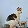 Winnie joined the competition — help win amazing prizes! cat, animal, pet, feline, white, brown, fur, sitting, table, bowl, container, indoor, curious, looking, side_view, domestic, whiskers, ears, tail, quiet