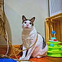 Winnie is registered to the contest to win money with this photo: cat, rope, toy, wooden_floor, blue_rug, beige_rug, indoor, pet, playful, curious, white_cat, striped_cat, feline, animal, domestic_cat, floor, corner, household, wooden_furniture, cat_toy