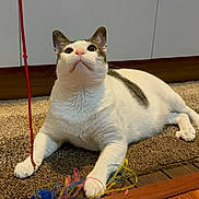 Winnie is registered to the contest to win money with this photo: cat, indoor, carpet, toy, ribbons, white_cat, gray_cat, playful, pet, animal, curious, paws, feline, closeup, floor, wood_floor, looking_up, domestic_cat, cute, relaxed