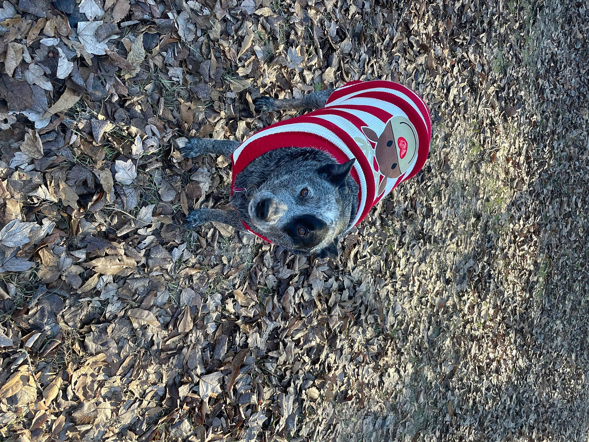 Lexie joined the competition — help win amazing prizes! asphalt, auto_part, automotive_tire, automotive_wheel_system, carmine, concrete, electric_blue, grass, landscape, rim, road, road_surface, rock, sidewalk, soil, synthetic_rubber, tar, terrestrial_animal, tire, wheel