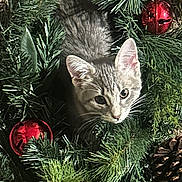 Cleo is registered to the contest to win money with this photo: animal, cat, christmas_decorations, close_up, curious, cute, ears, eyes, feline, festive, gray_tabby, greenery, holiday, indoor, jingle_bell, kitten, nature, pet, pine_cone, whiskers