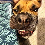 Lawliet participe au concours pour gagner de l'argent avec cette photo : dog, close_up, nose, mouth, teeth, smile, snout, fur, brown, black, whiskers, cozy, blanket, pattern, texture, indoor, pet, cute, sleepy, relaxed