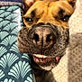 dog, close_up, nose, mouth, teeth, smile, snout, fur, brown, black, whiskers, cozy, blanket, pattern, texture, indoor, pet, cute, sleepy, relaxed