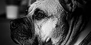 Lawliet a rejoint le concours — aidez-le/la à gagner de superbes lots ! dog, portrait, black_and_white, collar, pet, animal, close_up, indoor, resting, fur, face, side_view, muzzle, ears, whiskers, expression, soft_light, shadows, texture, monochrome