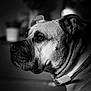 dog, portrait, black_and_white, collar, pet, animal, close_up, indoor, resting, fur, face, side_view, muzzle, ears, whiskers, expression, soft_light, shadows, texture, monochrome