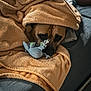 Lawliet participe au concours pour gagner de l'argent avec cette photo : dog, blanket, plush_toy, couch, indoor, cozy, sleepy, pet, animal, brown_dog, soft_texture, comfort, snuggled, resting, toy, fur, cute, relaxed, home, domestic_animal