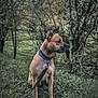 Lawliet a rejoint le concours — aidez-le/la à gagner de superbes lots ! dog, animal, pet, outdoor, grass, nature, collar, leash, forest, tree, greenery, canine, mammal, sitting, alert, side_view, daylight, fur, wildlife, park