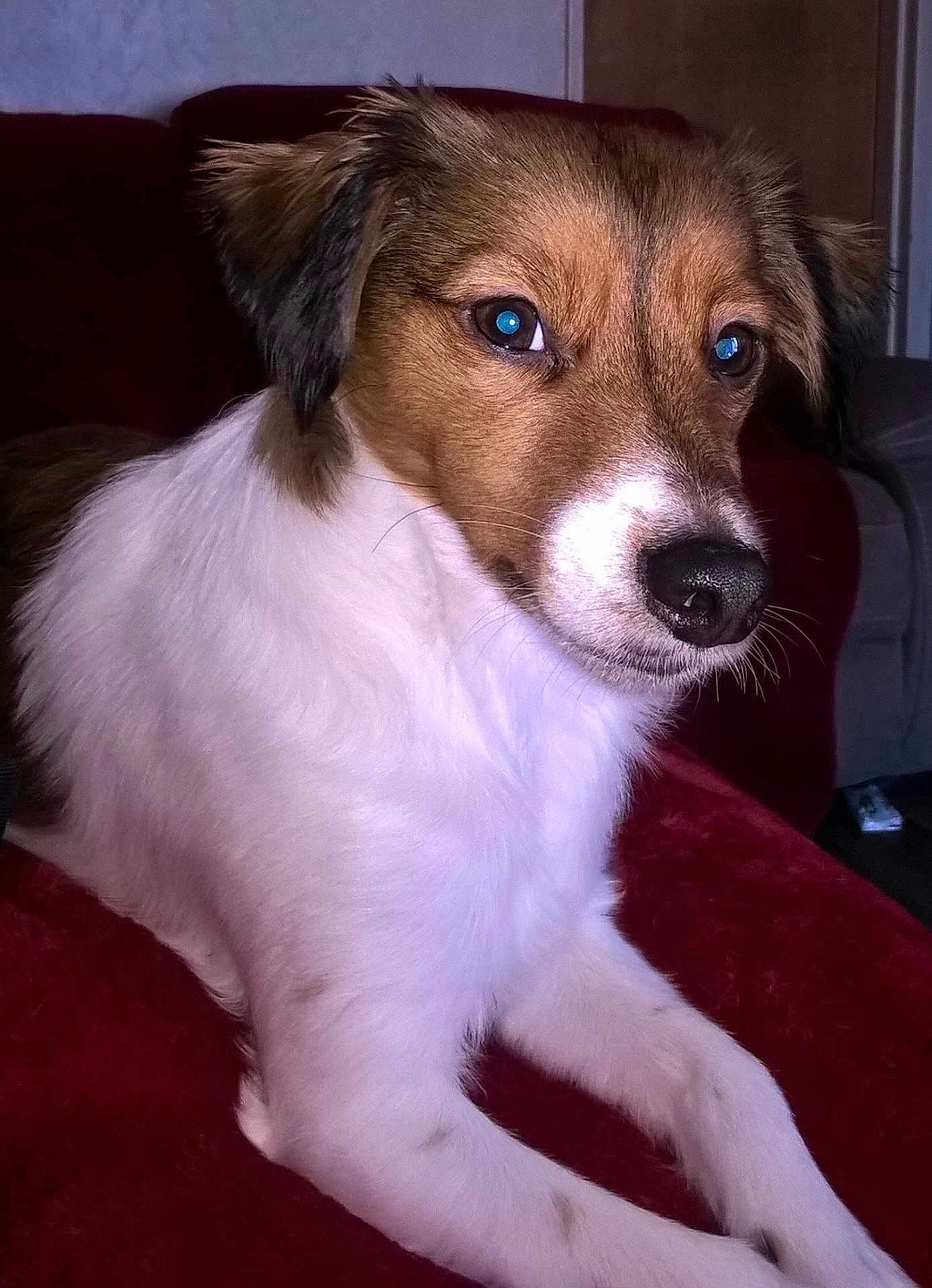 Rascal