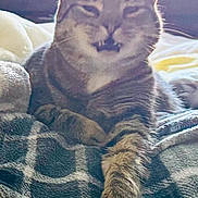 Neo joined the competition — help win amazing prizes! animal, bed, blanket, cat, comfort, cozy, cute, feline, fur, home, indoor, paw, pet, portrait, relaxed, resting, sleepy, striped, tabby, whiskers