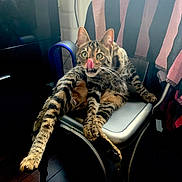 Tisha a rejoint le concours — aidez-le/la à gagner de superbes lots ! cat, chair, cute, feline, fur, green_eyes, household, indoor, metal_chair, paw, pet, playful, radiator, relaxed, striped_towel, tabby_cat, tongue_out, whiskers, window_light, wooden_floor