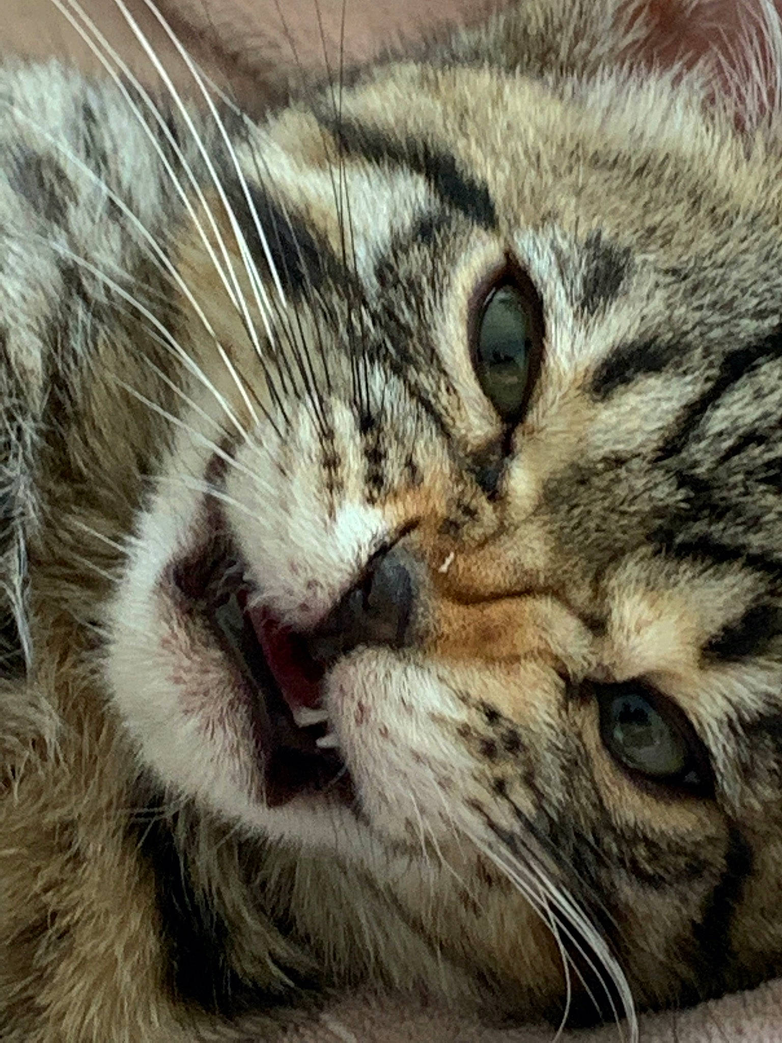 Tisha participe au concours pour gagner de l'argent avec cette photo : carnivore, cat, close_up, domestic_short_haired_cat, felidae, fur, paw, small_to_medium_sized_cats, snout, terrestrial_animal, whiskers, wildlife