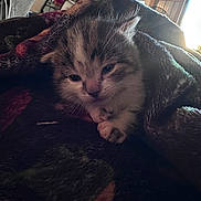 Poppy is registered to the contest to win money with this photo: kitten, cat, blanket, cozy, sleepy, paw, fur, indoor, soft_light, closeup, pet, animal, cute, resting, young, tabby, snuggled, warm, furry, comfort