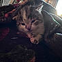kitten, cat, blanket, cozy, sleepy, paw, fur, indoor, soft_light, closeup, pet, animal, cute, resting, young, tabby, snuggled, warm, furry, comfort