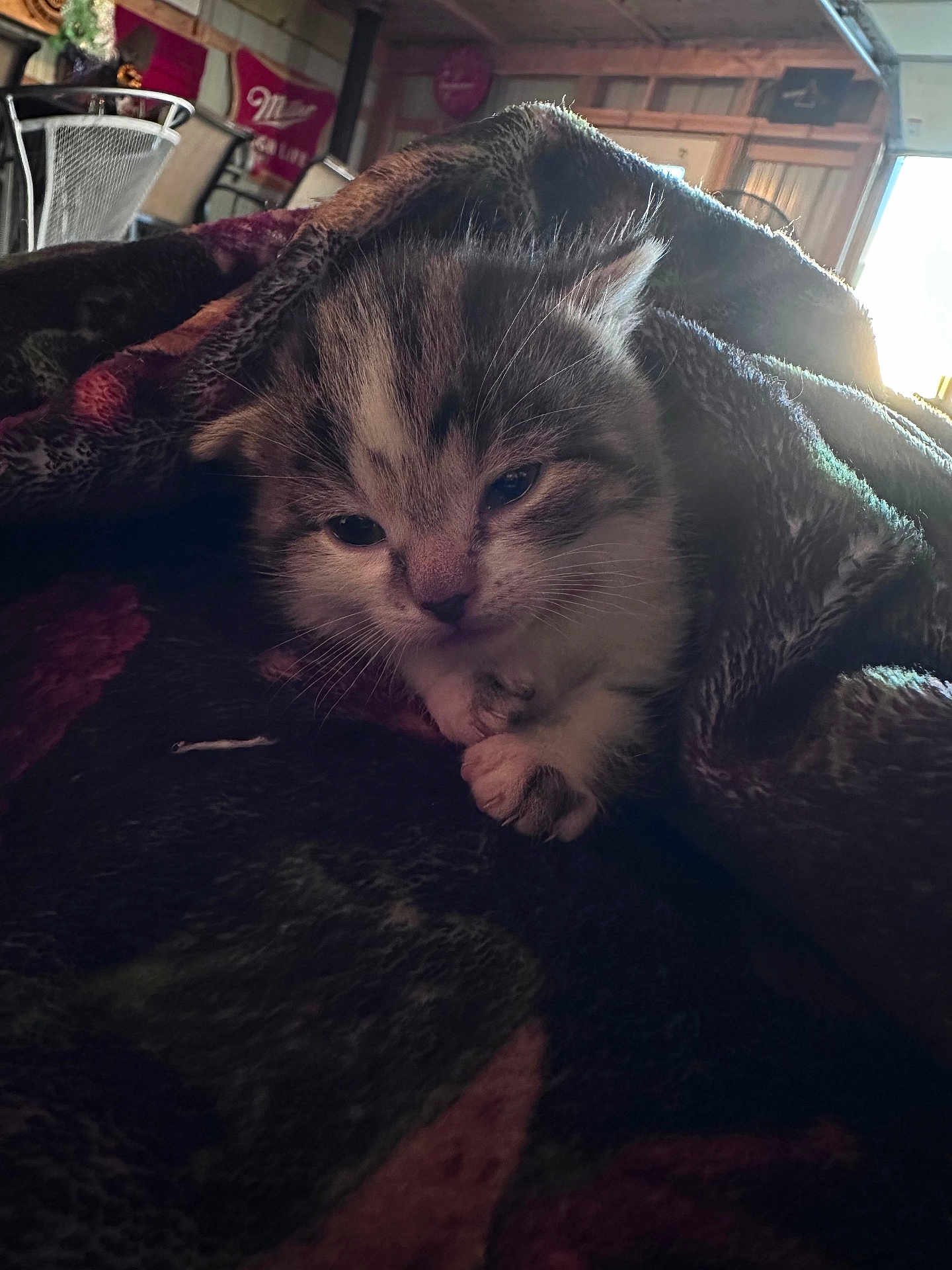 Poppy is registered to the contest to win money with this photo: kitten, cat, blanket, cozy, sleepy, paw, fur, indoor, soft_light, closeup, pet, animal, cute, resting, young, tabby, snuggled, warm, furry, comfort