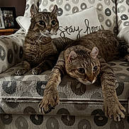 Belle And Leo is registered to the contest to win money with this photo: cat, cats, feline, pets, animal, tabby, brown_cat, striped_fur, whiskers, ears, eyes, sitting, lying_down, lounging, armchair, cushion, pillow, indoor, home, patterned_furniture