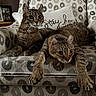cat, cats, feline, pets, animal, tabby, brown_cat, striped_fur, whiskers, ears, eyes, sitting, lying_down, lounging, armchair, cushion, pillow, indoor, home, patterned_furniture