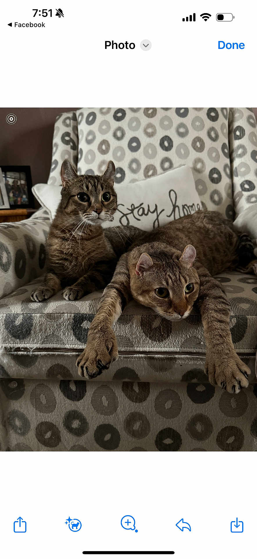 Leo And Belle is registered to the contest to win money with this photo: tabby_cat, cat, pet, animal, feline, chair, armchair, pattern, indoor, cozy, relaxing, stretching, cute, whiskers, ears, paws, fur, home, decor, curious