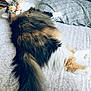 cat, fluffy, bed, pillow, indoor, feline, long_hair, relaxed, looking, green_eyes, patterned_bedspread, cozy, fur, resting, pet, animal, domestic, cute, lying_down, whiskers