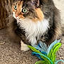 cat, calico, fluffy, indoor, carpet, toy, feathers, curious, pet, whiskers, green_eyes, feline, closeup, animal, playful, crouching, soft_lighting, domestic, cute, fur