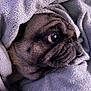 animal, blanket, brown, closeup, cozy, cute, dog, face, fur, indoors, looking, pet, portrait, pug, resting, snout, soft, texture, towel, wrapped