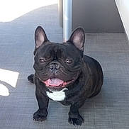 Slash is registered to the contest to win money with this photo: animal, black_dog, canine, companion, cute, dog, domestic_animal, ears_up, floor, french_bulldog, friendly, happy, indoor, looking_up, pet, short_hair, sitting, small_dog, tongue_out, white_patch