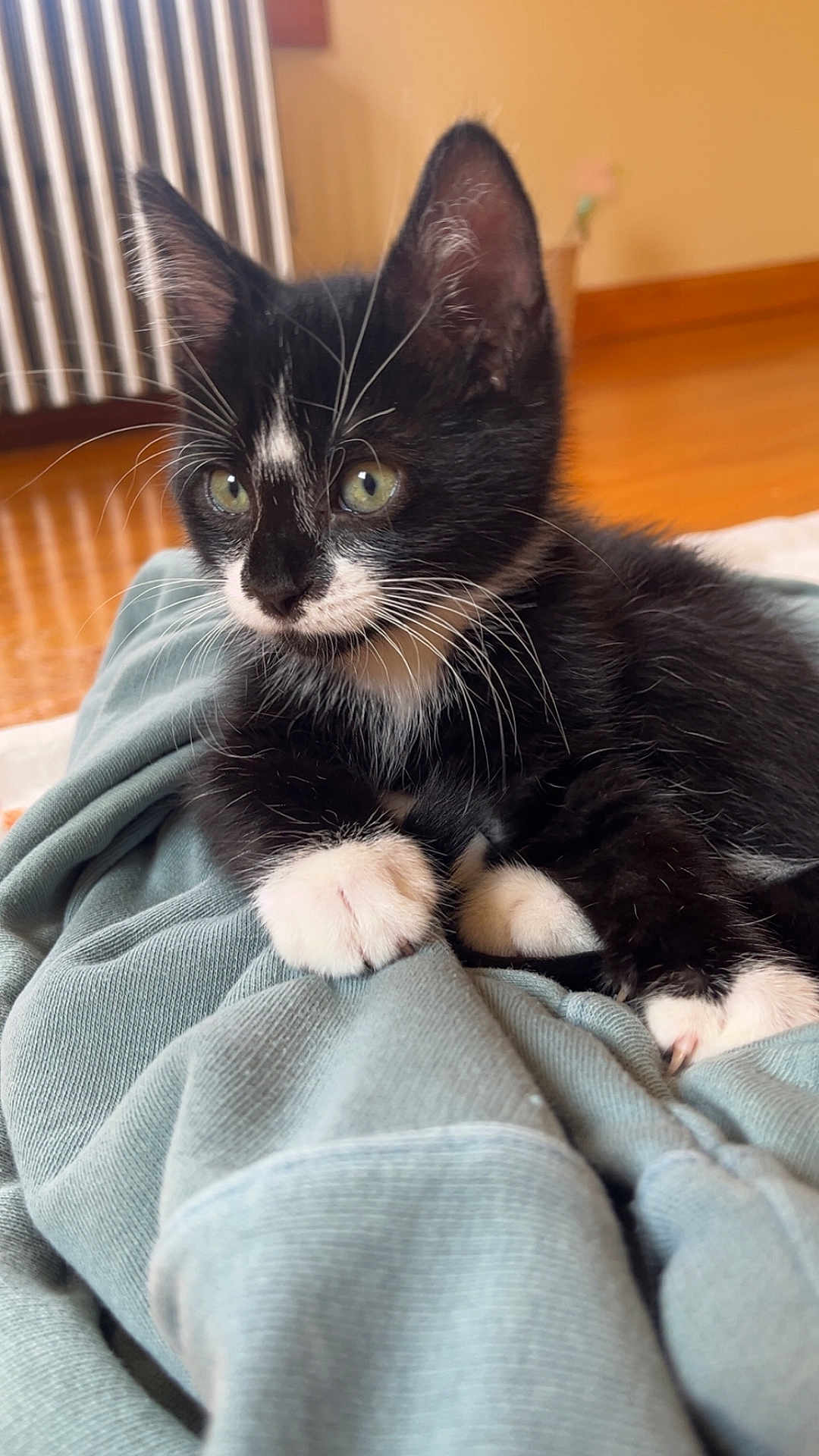 Harold is registered to the contest to win money with this photo: kitten, cat, black_and_white, indoor, fabric, soft, curious, closeup, whiskers, paws, ears, pet, animal, young, cute, feline, cozy, relaxed, home, floor