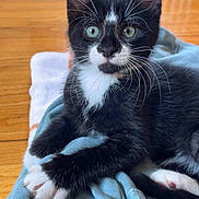 Harold is registered to the contest to win money with this photo: kitten, cat, black_and_white, green_eyes, paw, fur, whiskers, ears, floor, wooden_floor, fabric, blue_cloth, indoor, pet, animal, cute, relaxed, young_cat, portrait, cozy