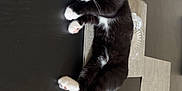 Harold joined the competition — help win amazing prizes! cat, black_and_white, sleeping, table, placemat, chair, indoor, pet, feline, resting, cozy, domestic, fur, whiskers, paws, home, quiet, relaxed, animal, mammal