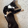 Harold joined the competition — help win amazing prizes! cat, black_and_white, sleeping, relaxed, indoor, floor, wall, paw, fur, cute, pet, animal, whiskers, ears, tail, resting, cozy, domestic, closeup, quiet